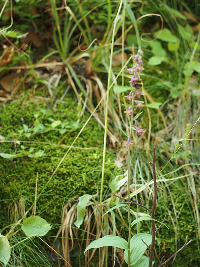 Epipactis atrorubens